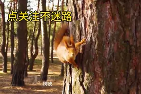 苦木种植前景及利润图片