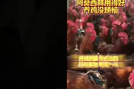 养鸡没烦恼，阿莫西林在养鸡中的那些妙用图片