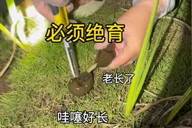 福寿螺也可以绝育了？图片