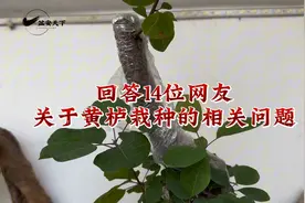 回答抖音14位网友有关黄栌下山桩栽培所提的问题，有你的问题吗图片