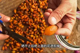 第一次才知道金樱子营养价值那么高，#金樱子图片