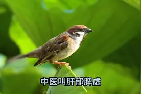 肝好了，脾也就好了图片