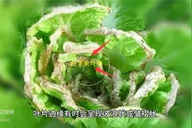 营养蔬菜的作用系列- 芥菜图片