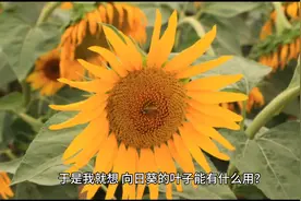 向日葵🌻叶子的妙用？图片