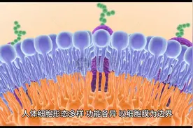人体结构和功能 人体由细胞、组织、器官和系统构成图片