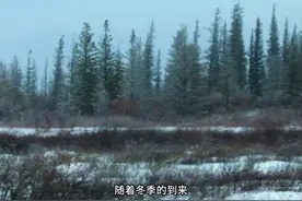故事：两头北极熊正在激烈的打斗图片