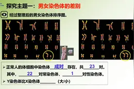 【探究】龙凤胎是怎么来的？为何这两个受精卵会发育成两个...图片