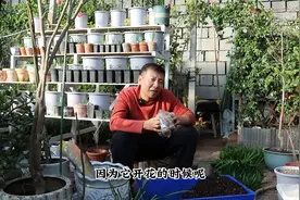 重瓣百合冰美人，不仅会变色，而且花大香味足图片