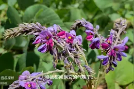 千杯不醉苦葛花？贵州的野生葛花开了，正好采些回家，你用...图片