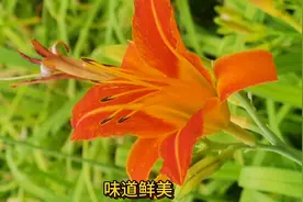 黄花菜：美丽背后的危险，品尝需谨慎。#萱草花图片