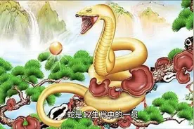 十二生肖之🐍图片