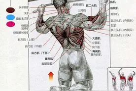 引体向上适合天天练吗？图片