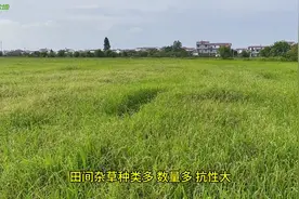 水稻直播草多的田块建议两次封闭，耙田后甩施，播后适时打封闭图片