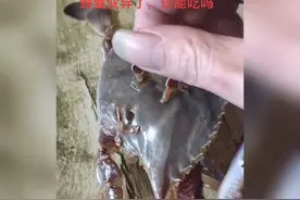 螃蟹变异了，还能吃吗？图片