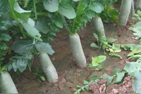 什么时候种植萝卜比较合适？图片