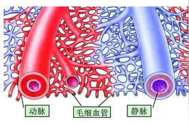 用显微镜观察血管，了解斑块是如何形成的#科普一下图片