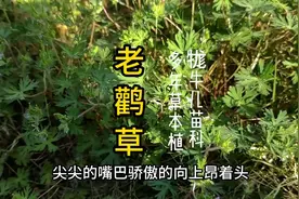 遇到这个草一定要采回家，用它泡脚，老鹳草好处多图片