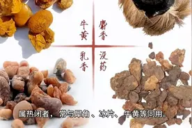 每日中药—麝香 辛、温，归心、脾、肝经图片