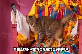 宠物解说： 最爱告状的猫咪，没有都找祖师爷告状#萌宠图片