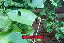 打着转基因《不能留种》旗号。高价卖老种子的人。你们可耻...图片