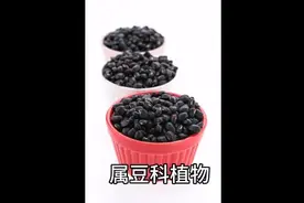 黑豆的功效与作用，你知道吗？图片