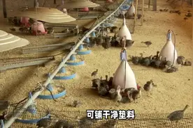 鹅的养殖技术和饲养管理图片