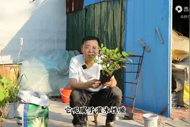 一种“小盆栽”，开花就结果，果子紫色上百个，挂在树上近百天图片