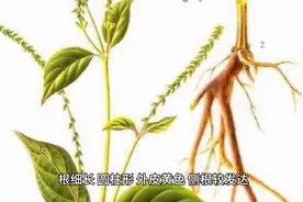 牛膝(怀牛膝、川牛膝)附土牛膝#牛膝(怀牛膝、川牛膝)附:土牛膝图片