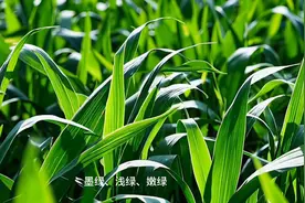 小学生课文节选《绿》---艾青图片
