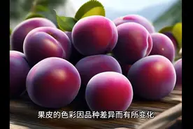 【科普】李子的食用过程中需要注意哪些事项？图片