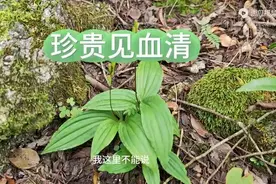 珍贵的见血清再再，懂的人会用四株来煮水，你知道有什么用吗？图片