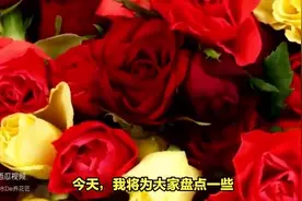 送女友花束别只会选玫瑰，这几个品种更惊艳图片