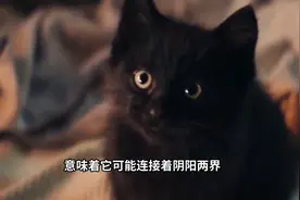 黑猫拦住黄泉路图片
