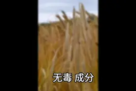 每日一味中药——大麦图片