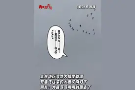 北方地区突然大幅度降温，开春飞过来的大雁又南归了~ #北方降温 #降温 #开春没开成视频封面