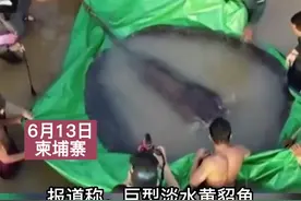 柬埔寨渔民捕获巨型黄貂鱼，长约4米重达600斤，科学家称是有记录以来最大的淡水鱼#自然 #爱护大自然保护野生动物 视频封面
