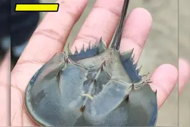 来广西合浦看看这的鲎有多少？