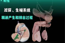 男性的泌尿和生殖系统，精液的产生和排出过程 #解剖学 #医学生视频封面