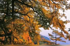 在浙江天目山国家级自然保护区海拔960米处，这株野生银杏，悄悄换上了金装！（供稿：天目新闻 临安融媒体）@抖音短视频 视频封面