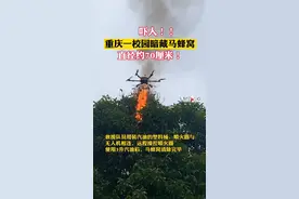 11月12日，#重庆一高校发现直径70cm巨型马蜂窝，最后蓝天救援队使用无人机配合将其摘除。#重庆dou知道 视频封面