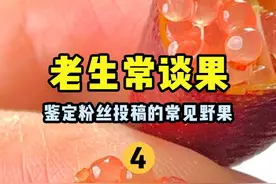 老生常谈果4 鉴定粉丝投稿的常见野果#知识前沿派对 #科普 #植物科普 #杨晓洋在线鉴定 #有认识的吗视频封面