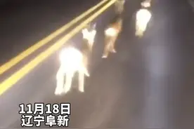 野生狍子“泛滥了”，结队在路边觅食，网友：有一只竟“挂不上档”#野生动物 #保护动物#搞笑 视频封面
