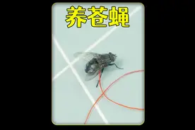 沉浸式养苍蝇，观察苍蝇宝宝变身的过程，太好玩太有趣 #观察昆虫