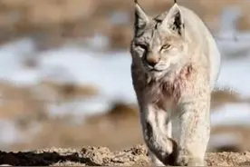 凶猛的“大猫”来了！摄影师在青海拍到猞猁巡山捕猎画面（张蕴 王小龙） #野生动物保护视频封面
