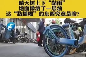 4月22日河南郑州：  晴天树上下“黏雨”,地面像洒了一层油，这“黏糊糊”的东西究竟是啥？#河南dou知道 视频封面