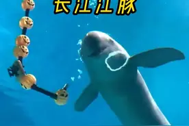 长江街溜子 会吐口水的长江江豚，你爱了吗？#江豚 #长江江豚视频封面
