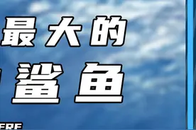 世界上最大的10种鲨鱼（1）视频封面