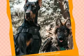 警犬军犬，傻傻分不清楚？它们俩，待遇差别真的很大！ #警犬 #军犬 #狗狗是人类最好的朋友 #狗狗智商 #养狗的意义 @DOU+小助手视频封面