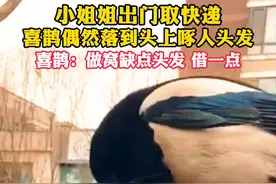 小姐姐出门取快递，喜鹊偶然落到头上啄人头发，喜鹊：做窝缺点头发 借一点 来源：@是铱杨呀 （编辑：哈力玛）视频封面
