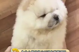 为什么裁员很少听说裁管理层#裁员 #万万没想到 #真实事件视频封面